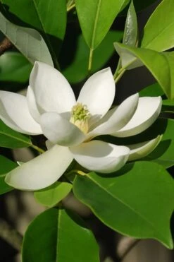 Sweetbay Magnolia - 7 Gallon Pot (4-5') -Garden Plants Magnolia Sweet Bay 10 1