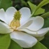 Sweetbay Magnolia - 7 Gallon Pot (4-5') -Garden Plants Magnolia Sweet Bay 101 1