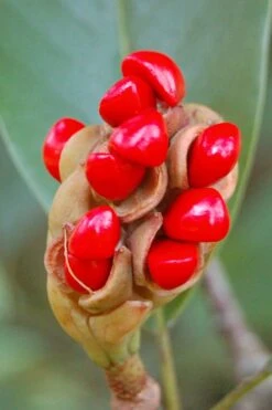 Sweetbay Magnolia - 7 Gallon Pot (4-5') -Garden Plants Magnolia Sweet Bay 14 1