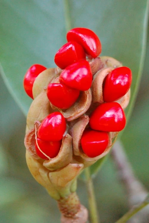 Sweetbay Magnolia - 2 Gallon Pot 8 Sweetbay Magnolia - 2 Gallon Pot - Image 6