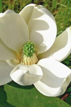 Moonglow Sweetbay Magnolia Tree (Magnolia Virginiana 'Jim Wilson') - 7 Gallon Pot (4-5')