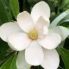 Northern Belle Sweetbay Magnolia Tree - Magnolia Virginiana - 3 Gallon Pot -Garden Plants Magnolia Sweetbay Northern Belle 1