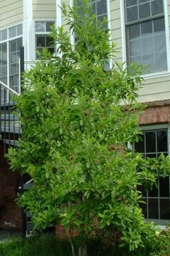Northern Belle Sweetbay Magnolia Tree - Magnolia Virginiana - 3 Gallon Pot 11 Northern Belle Sweetbay Magnolia Tree - Magnolia Virginiana - 3 Gallon Pot -Garden Plants Magnolia Sweetbay Northern Belle 2
