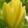 Yellow Bird Magnolia Tulip Tree - 1 Gallon Pot 2 Yellow Bird Magnolia Tulip Tree - 1 Gallon Pot -Garden Plants Magnolia Yellow Bird 13 1