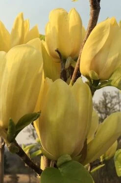 Yellow Bird Magnolia Tulip Tree - 3 Gallon Pot -Garden Plants Magnolia Yellow Bird 14