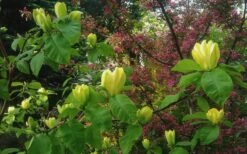 Yellow Bird Magnolia Tulip Tree - 3 Gallon Pot -Garden Plants Magnolia Yellow Bird 18