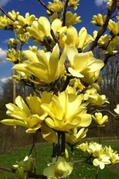 Yellow Bird Magnolia Tulip Tree - 3 Gallon Pot -Garden Plants Magnolia Yellow Bird 32