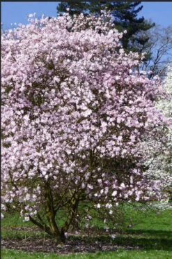 Centennial Blush Star Magnolia - 3 Gallon Pot 11 Centennial Blush Star Magnolia - 3 Gallon Pot -Garden Plants Magnolia stellata centennial blush 2