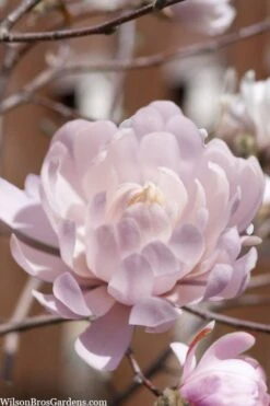 Centennial Blush Star Magnolia - 3 Gallon Pot 13 Centennial Blush Star Magnolia - 3 Gallon Pot -Garden Plants Magnolia stellata centennial blush 3