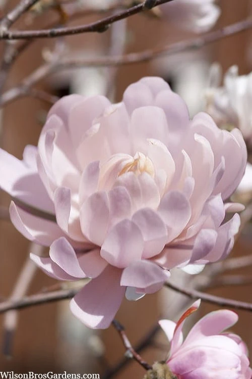 Centennial Blush Star Magnolia - 3 Gallon Pot 3 Centennial Blush Star Magnolia - 3 Gallon Pot