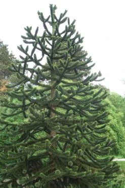 Monkey Puzzle Tree - Araucaria Auracana - 5 Gallon Pot -Garden Plants Monkey Puzzle Tree 2 2