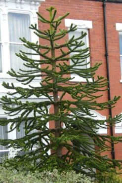 Monkey Puzzle Tree - Araucaria Auracana - 5 Gallon Pot -Garden Plants Monkey Puzzle Tree 3 2