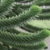 Monkey Puzzle Tree - Araucaria Auracana - 2 Gallon Pot -Garden Plants Monkey Puzzle Tree 4