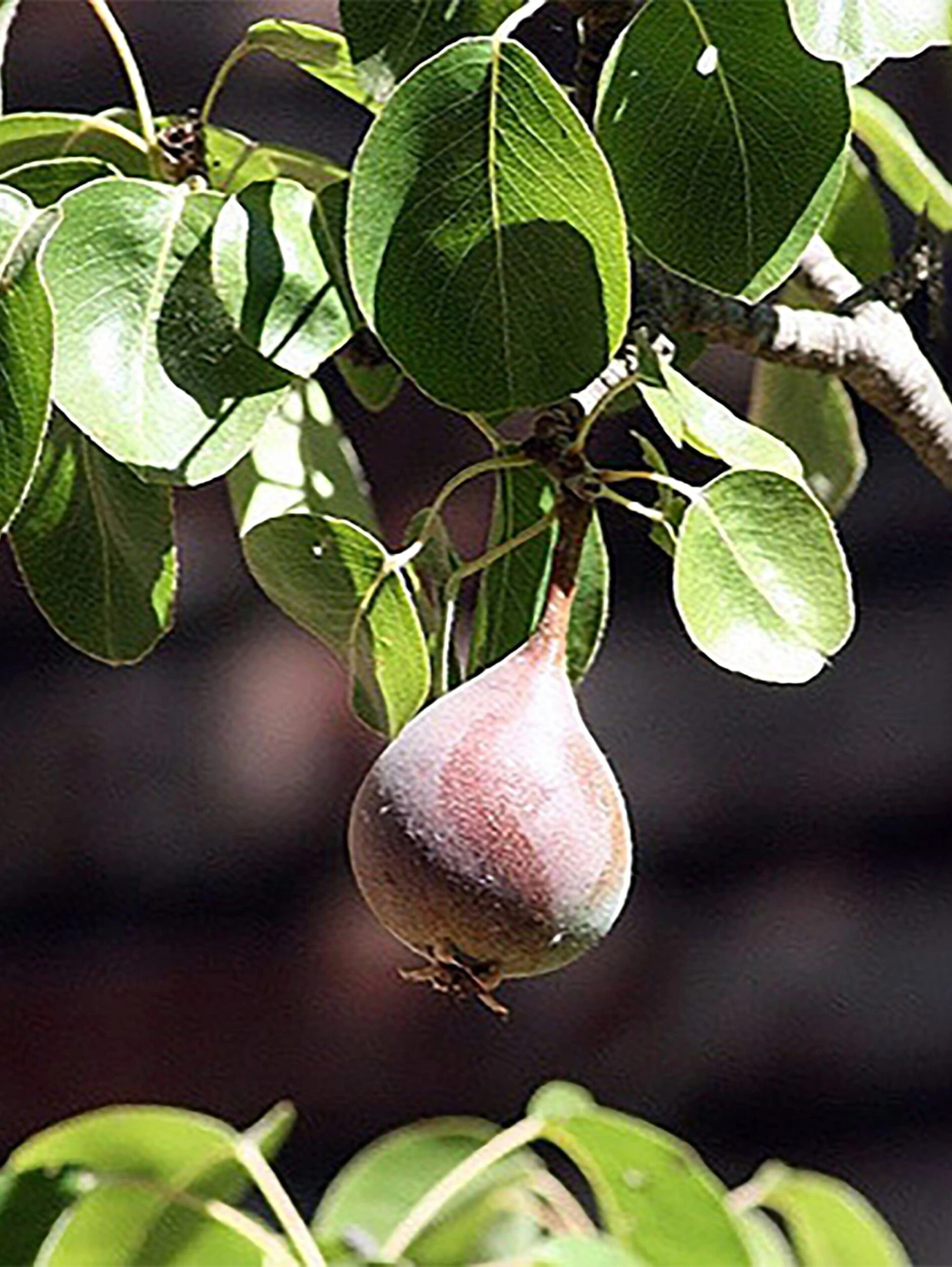 Moonglow Pear 5 Moonglow Pear - Image 3