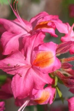 Country Cousin Pink Aromi Azalea (Rhododendron Hybrid) - 3 Gallon Pot 7 Country Cousin Pink Aromi Azalea (Rhododendron Hybrid) - 3 Gallon Pot -Garden Plants Native Azalea Country Cousin 3