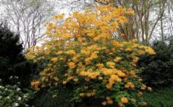 Escatawpa Florida Flame Native Azalea (Rhododendron Austrinum) - 3 Gallon Pot -Garden Plants Native Azalea Escatawpa 4