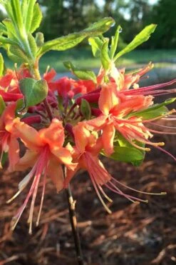 Evening Sunset Native Azalea (Rhododendron Austrinum) - 3 Gallon Pot 10 Evening Sunset Native Azalea (Rhododendron Austrinum) - 3 Gallon Pot -Garden Plants Native Azalea Evening Sunset 1