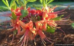 Evening Sunset Native Azalea (Rhododendron Austrinum) - 3 Gallon Pot 11 Evening Sunset Native Azalea (Rhododendron Austrinum) - 3 Gallon Pot -Garden Plants Native Azalea Evening Sunset 2