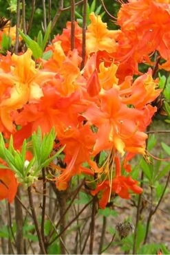 Frontier Gold Aromi Azalea (Rhododendron Hybrid) - 1 Gallon Pot -Garden Plants Native Azalea Frontier Gold 2