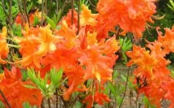 Frontier Gold Aromi Azalea (Rhododendron Hybrid) - 1 Gallon Pot -Garden Plants Native Azalea Frontier Gold 4