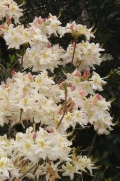 High Tide Aromi Azalea (Deciduous Rhododendron Hybrid) - 1 Gallon Pot -Garden Plants Native Azalea High Tide 10
