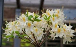 High Tide Aromi Azalea (Deciduous Rhododendron Hybrid) - 1 Gallon Pot -Garden Plants Native Azalea High Tide 2