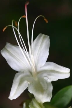 June Jubilee Aromi Azalea (Rhododendron Hybrid) - 3 Gallon Pot 9 June Jubilee Aromi Azalea (Rhododendron Hybrid) - 3 Gallon Pot -Garden Plants Native Azalea June Jubilee 2