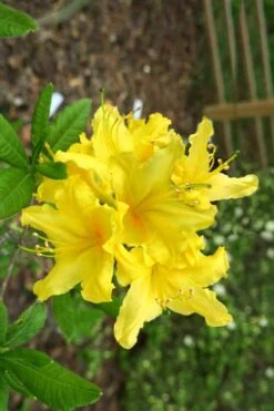 Lemonade Aromi Azalea (Rhododendron Hybrid) - 3 Gallon Pot 9 Lemonade Aromi Azalea (Rhododendron Hybrid) - 3 Gallon Pot -Garden Plants Native Azalea Lemonade 10