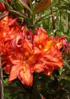 Mary Poppins Azalea (Rhododendron) - 5 Gallon Pot -Garden Plants Native Azalea Mary Poppins 5