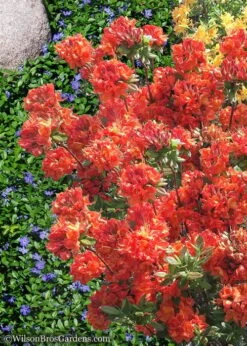 Mary Poppins Azalea (Rhododendron) - 5 Gallon Pot -Garden Plants Native Azalea Mary Poppins 6