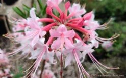Varnadoes Phlox Pink Native Azalea - Rhododendron Canescens - 1 Gallon Pot -Garden Plants Native Azalea Phlox Pink 30