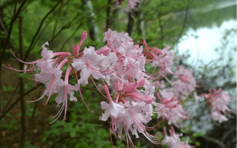 Pink Alabama Native Azalea - Rhododendron - 3 Gallon Pot 6 Pink Alabama Native Azalea - Rhododendron - 3 Gallon Pot - Image 4