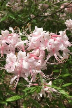 Pink Alabama Native Azalea - Rhododendron - 3 Gallon Pot 12 Pink Alabama Native Azalea - Rhododendron - 3 Gallon Pot -Garden Plants Native Azalea Pink Alabamense 5