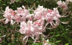 Pink Alabama Native Azalea - Rhododendron - 3 Gallon Pot 13 Pink Alabama Native Azalea - Rhododendron - 3 Gallon Pot -Garden Plants Native Azalea Pink Alabamense 7