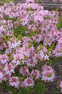Pinxterbloom Azalea (Rhododendron Periclymenoides) - 3 Gallon Pot -Garden Plants Native Azalea Pinxterbloom 1