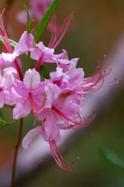 Pinxterbloom Azalea (Rhododendron Periclymenoides) - 3 Gallon Pot -Garden Plants Native Azalea Pinxterbloom 10