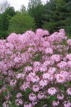 Pinxterbloom Azalea (Rhododendron Periclymenoides) - 3 Gallon Pot -Garden Plants Native Azalea Pinxterbloom 3