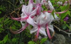 Pinxterbloom Azalea (Rhododendron Periclymenoides) - 3 Gallon Pot -Garden Plants Native Azalea Pinxterbloom 5