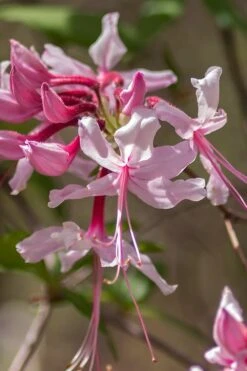 Pinxterbloom Azalea (Rhododendron Periclymenoides) - 3 Gallon Pot -Garden Plants Native Azalea Pinxterbloom 9