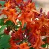Red Pepper Aromi Azalea (Rhododendron Hybrid) - 1 Gallon Pot -Garden Plants Native Azalea Red Pepper 1