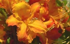 Solar Glow Sunbow Azalea - 3 Gallon Pot -Garden Plants Native Azalea Solar Glow 2