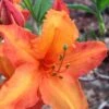 Solar Glow Sunbow Azalea - 3 Gallon Pot 2 Solar Glow Sunbow Azalea - 3 Gallon Pot -Garden Plants Native Azalea Solar Sunglow 1
