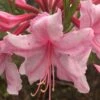 Spring Sensation Aromi Azalea (Rhododendron Hybrid) - 3 Gallon Pot 2 Spring Sensation Aromi Azalea (Rhododendron Hybrid) - 3 Gallon Pot -Garden Plants Native Azalea Spring Sensation 1