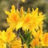 Sunny Side Up Aromi Azalea (Rhododendron Hybrid) - 1 Gallon Pot -Garden Plants Native Azalea Sunny Side Up 4
