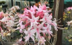 Varnadoes Phlox Pink Native Azalea - Rhododendron Canescens - 1 Gallon Pot -Garden Plants Native Azalea Varnadoes Pink Phlox 50