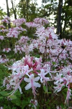 Varnadoes Phlox Pink Native Azalea - Rhododendron Canescens - 1 Gallon Pot -Garden Plants Native Azalea Varnadoes Pink Phlox 54