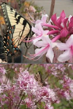 Varnadoes Phlox Pink Native Azalea - Rhododendron Canescens - 1 Gallon Pot -Garden Plants Native Azalea Varnadoes Pink Phlox 55