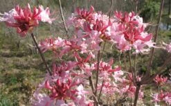Varnadoes Phlox Pink Native Azalea - Rhododendron Canescens - 1 Gallon Pot -Garden Plants Native Azalea Varnadoes pink Blooms 3