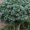 Wheeler's Cold Hardy Fragrant Tea Olive (Osmanthus) - 3 Gallon Pot -Garden Plants Osmanthus Carl Wheeler 10