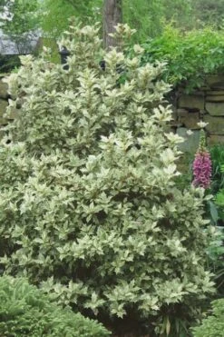 Goshiki Osmanthus (Variegated False Holly) - 5 Gallon Pot -Garden Plants Osmanthus Goshiki 20 1